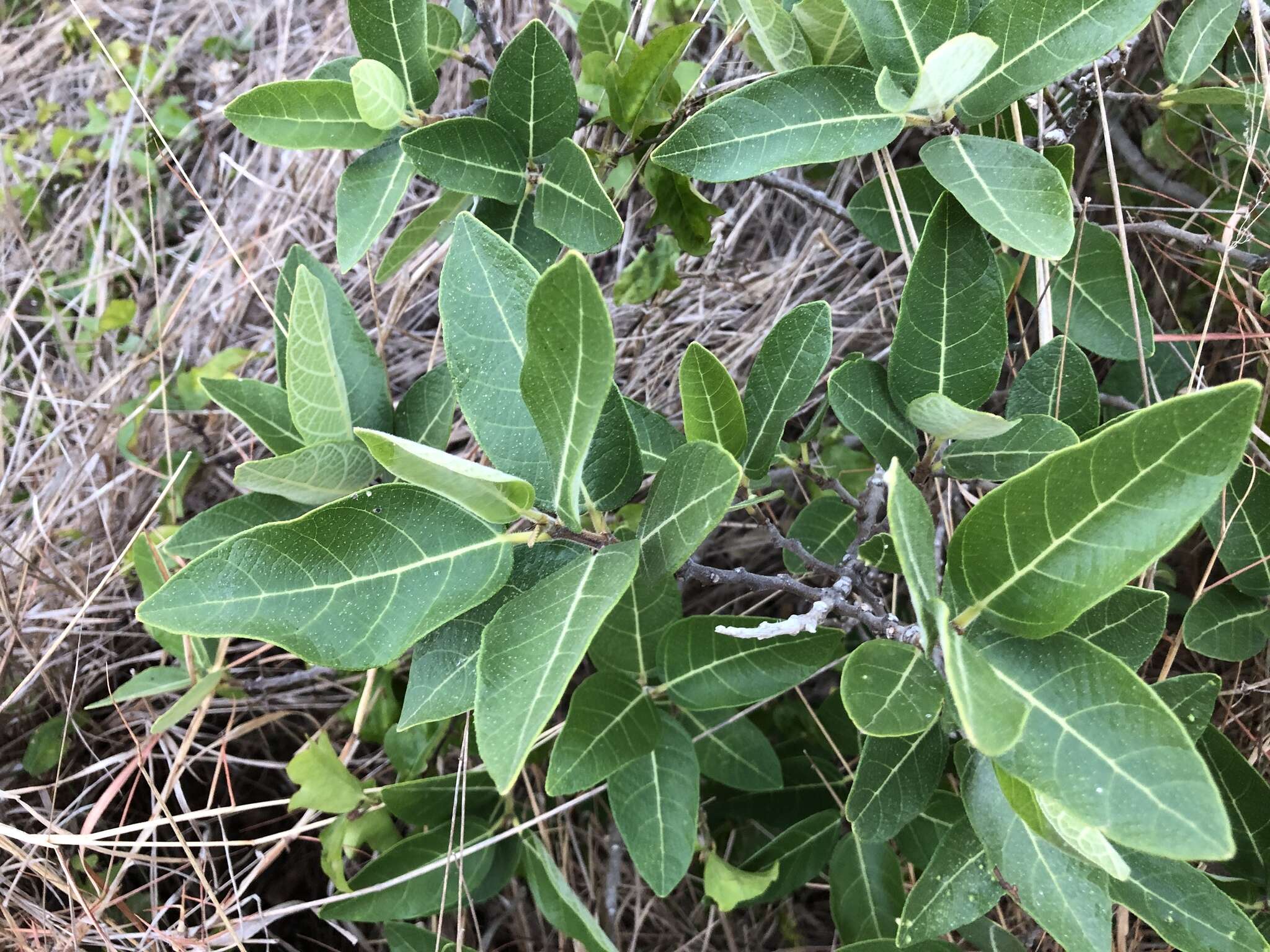 Imagem de Ficus opposita Miq.