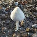 Image of Coprinopsis pseudonivea (Bender & Uljé) Redhead, Vilgalys & Moncalvo 2001