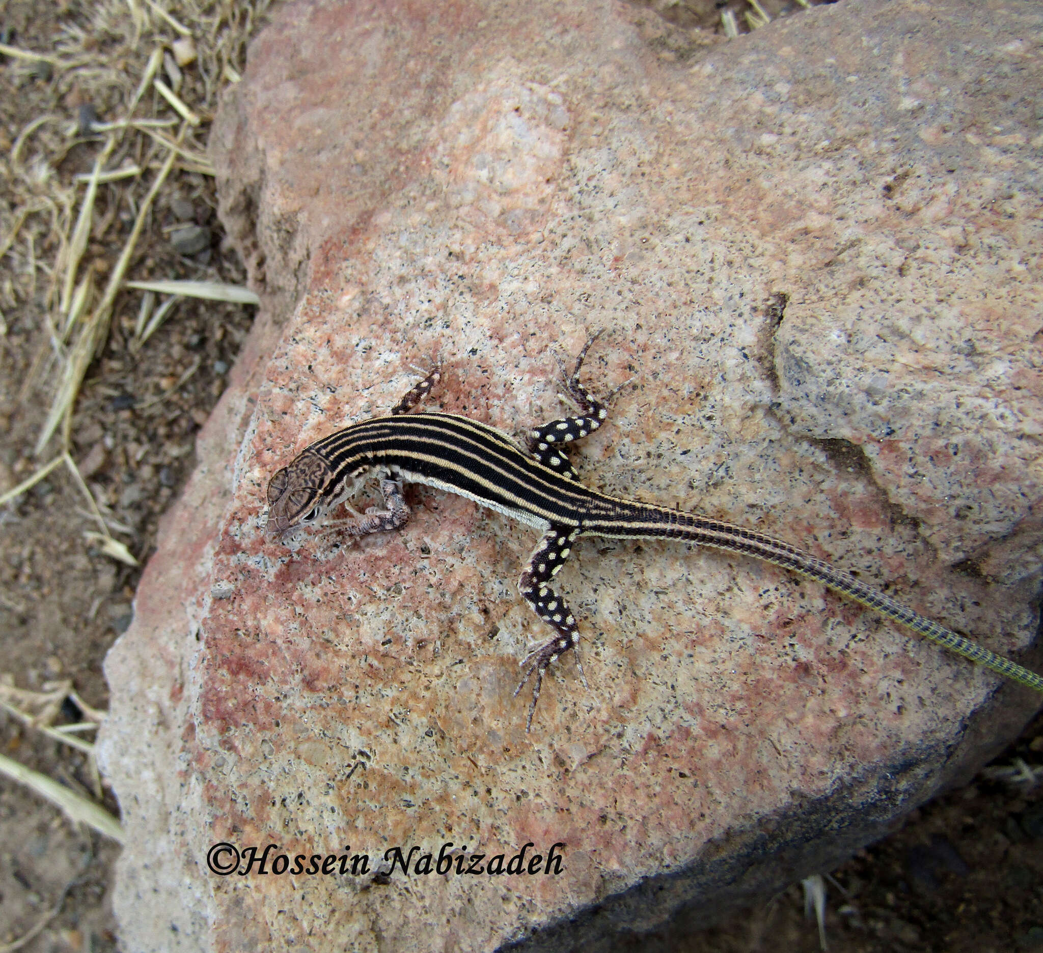 Image of Pleske's Racerunner