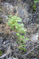 Image of Malva weinmanniana (Besser ex Rchb.) Conran