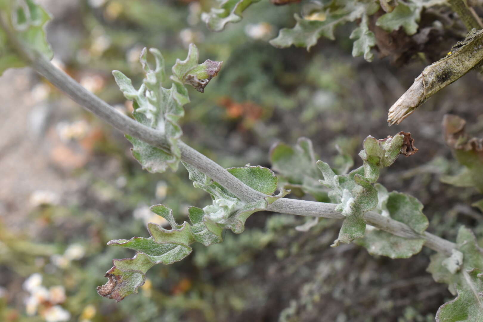 Слика од Senecio antofagastanus Cabrera