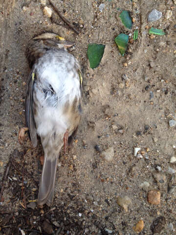 Image of White-throated Sparrow