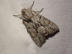 Image of Dark Grey Fishia Moth
