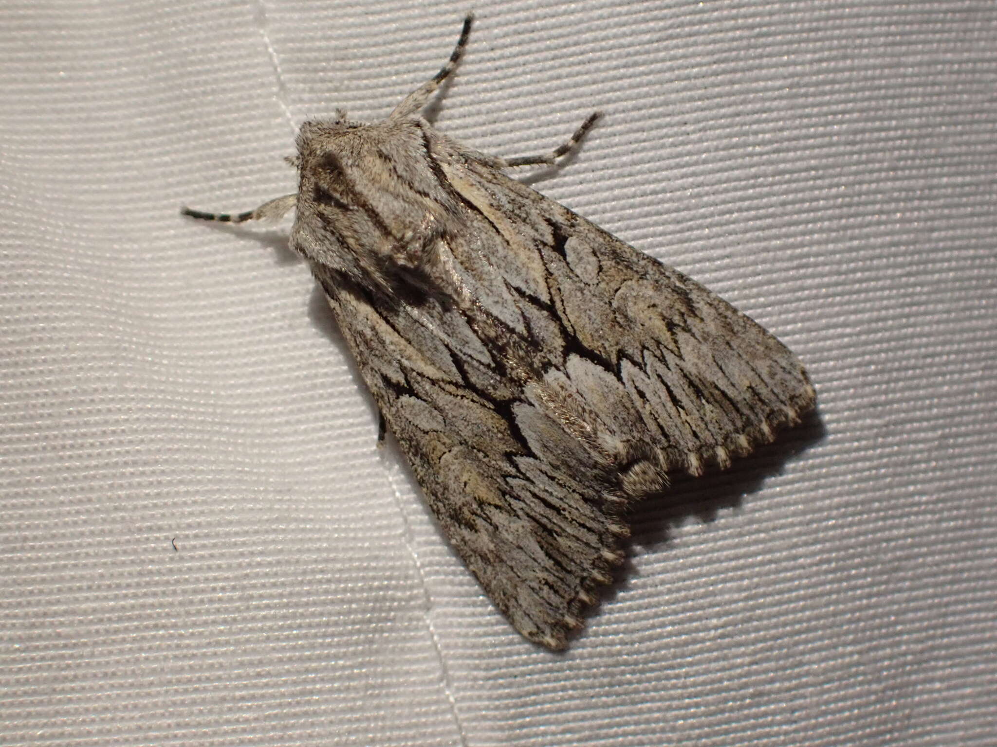 Image of Dark Grey Fishia Moth