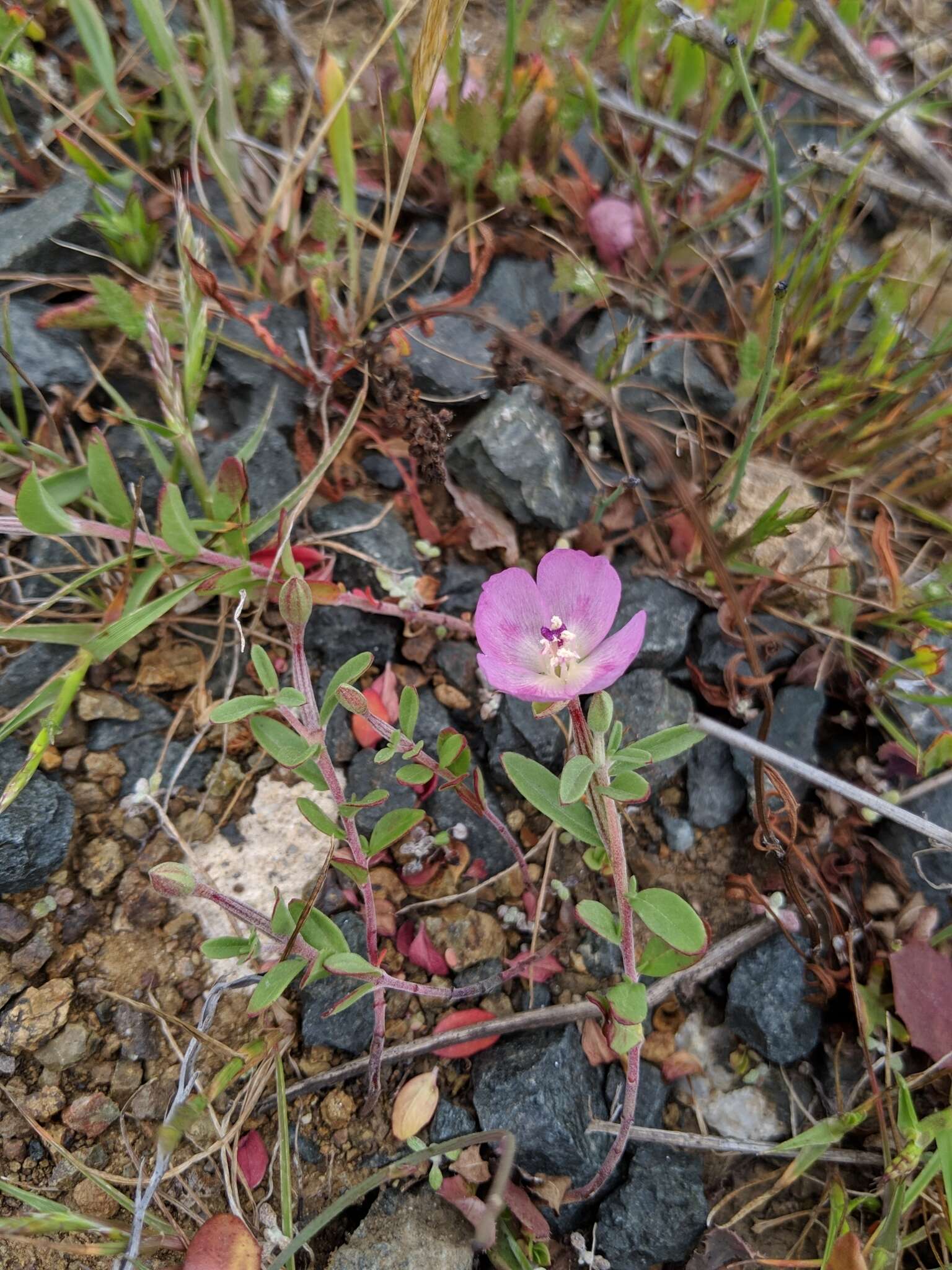 Plancia ëd Clarkia prostrata H. & M. Lewis