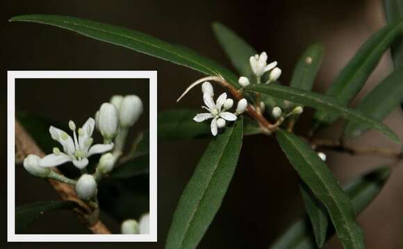 Imagem de Nematolepis squamea subsp. squamea