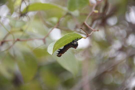 Imagem de Chelonomorpha