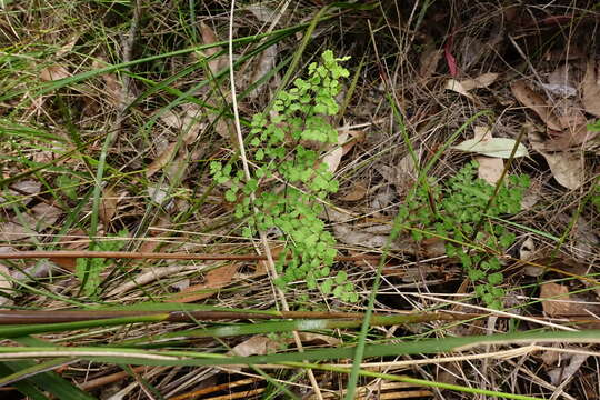 Image of Adiantum aethiopicum L.