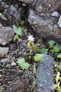 Image de Endocellion glaciale (Ledeb.) Kuprian.