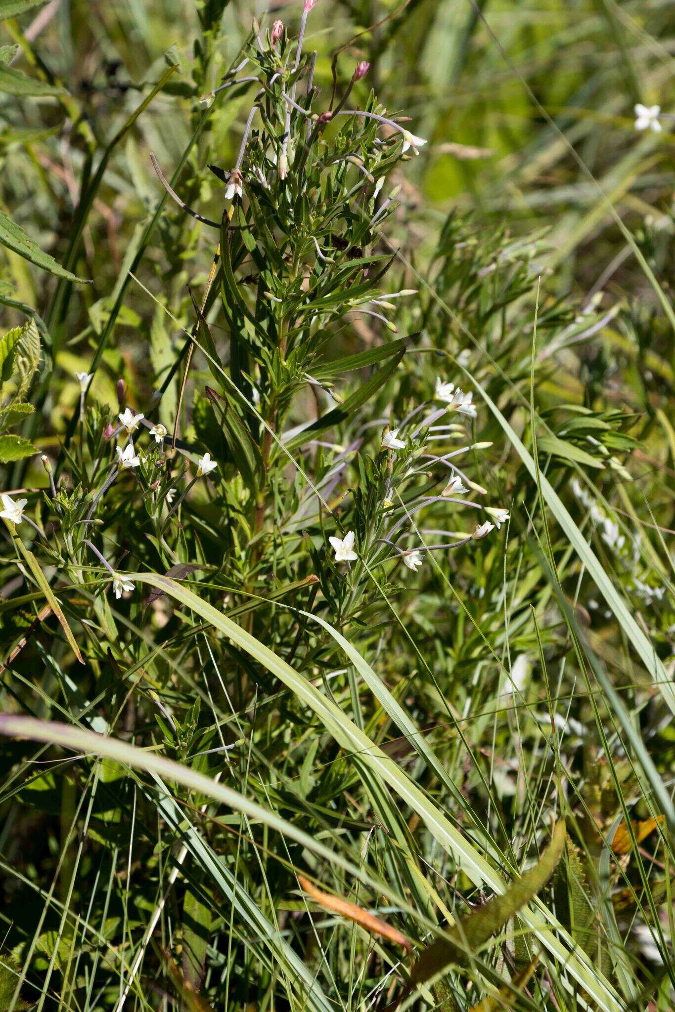 Слика од Epilobium salignum Hausskn.