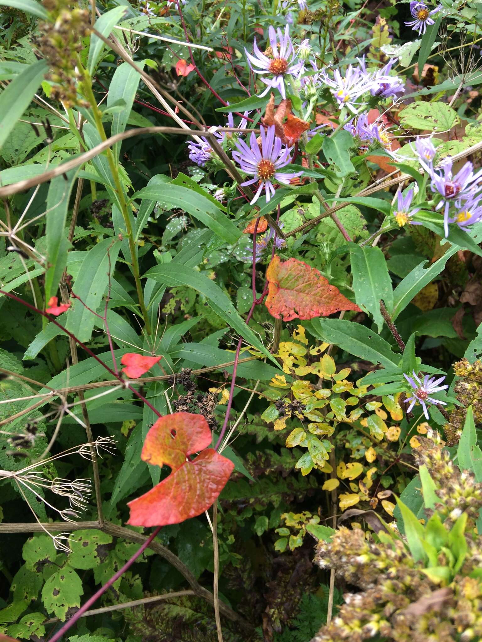 صورة Fallopia scandens (L.) Holub