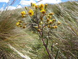 Image of Dendrophorbium chopinii Montesinos