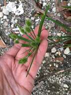 صورة Cyperus croceus Vahl