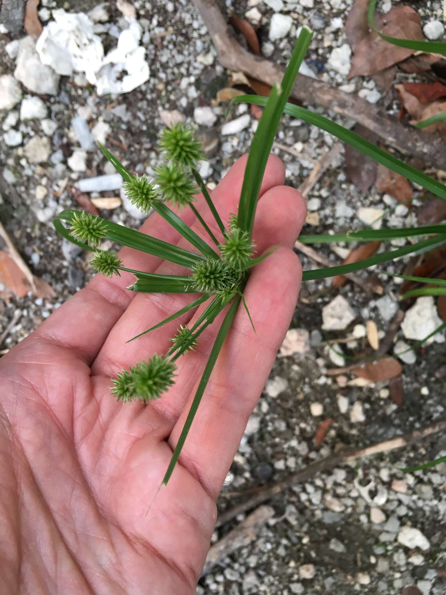 Imagem de Cyperus croceus Vahl