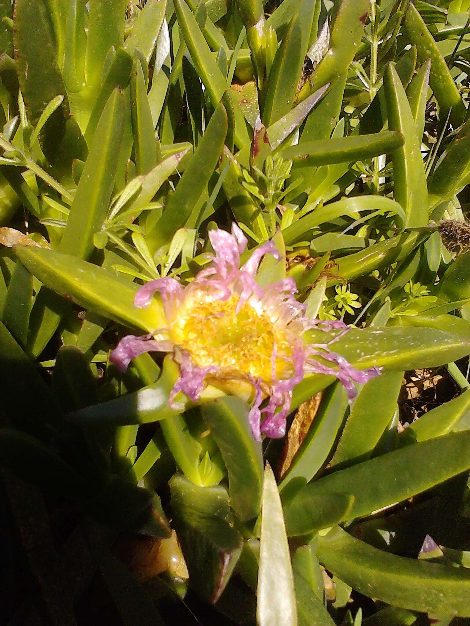 Imagem de Carpobrotus edulis (L.) N. E. Br.