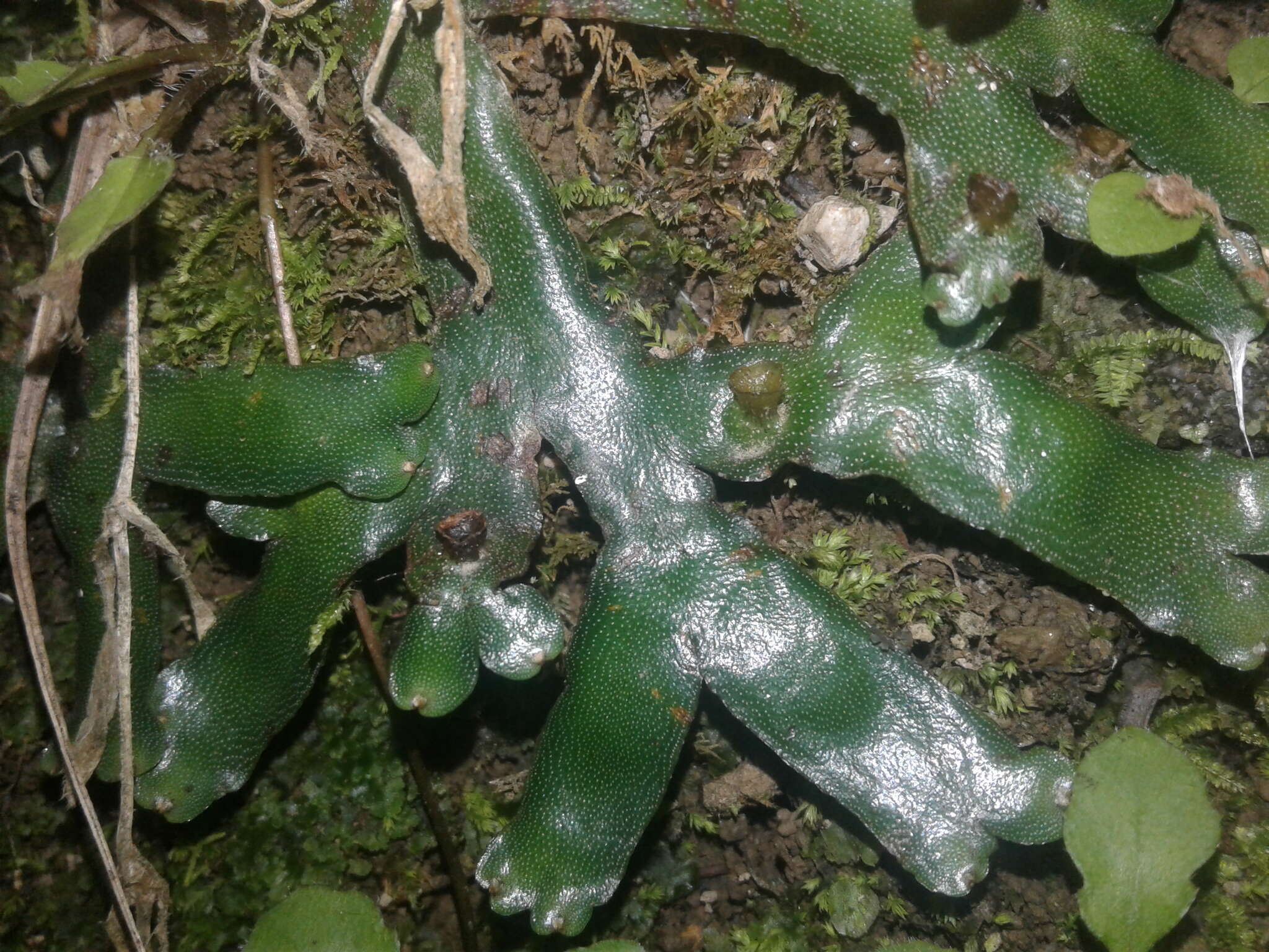 Image of Asterella australis (Hook. fil. & Taylor) Verd.