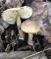 Image of Lepiota asperula G. F. Atk. 1900