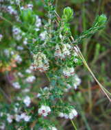 Image of Erica cordata var. cordata