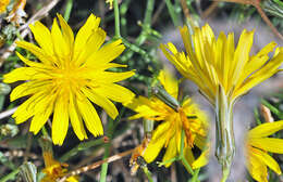 Image of Launaea lanifera Pau