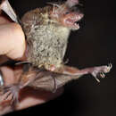 Imagem de Myotis pilosus (Peters 1869)