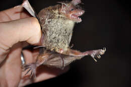 Image of Myotis pilosus (Peters 1869)