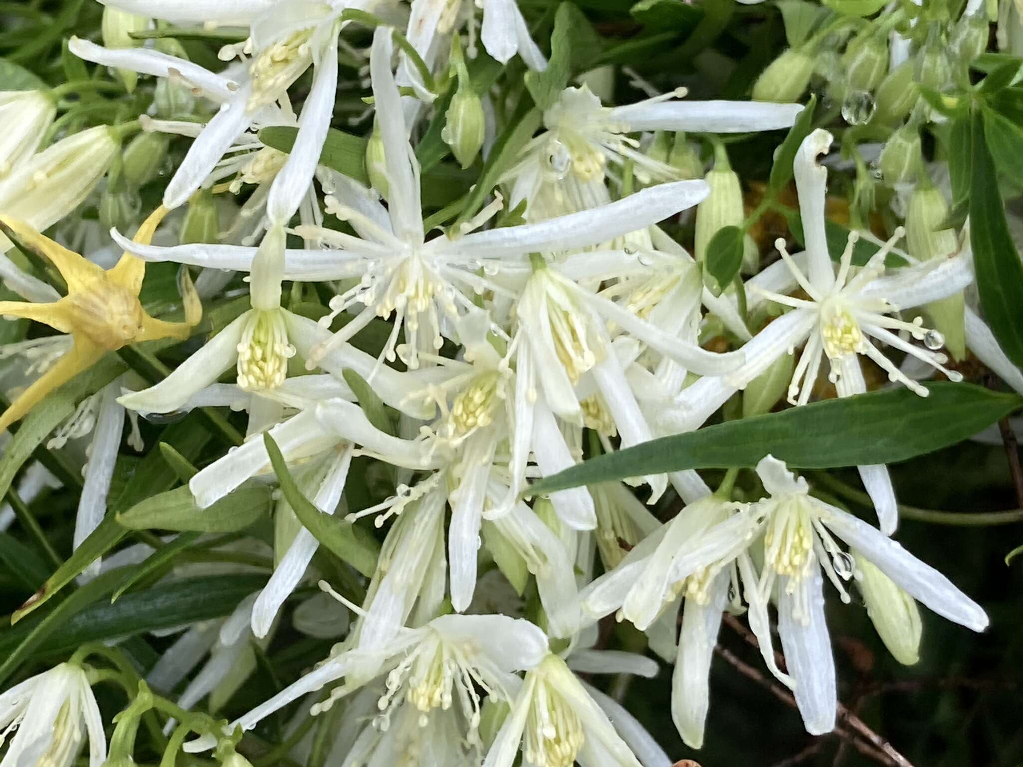 Image of Clematis linearifolia Steud.