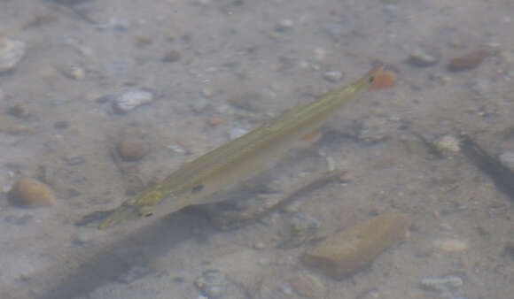 Image of Pike characin