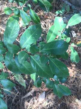 Image of Azara integrifolia Ruiz & Pav.