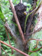 Image of Ugly-nest Caterpillar