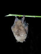 Image of MacConnell's Bat.