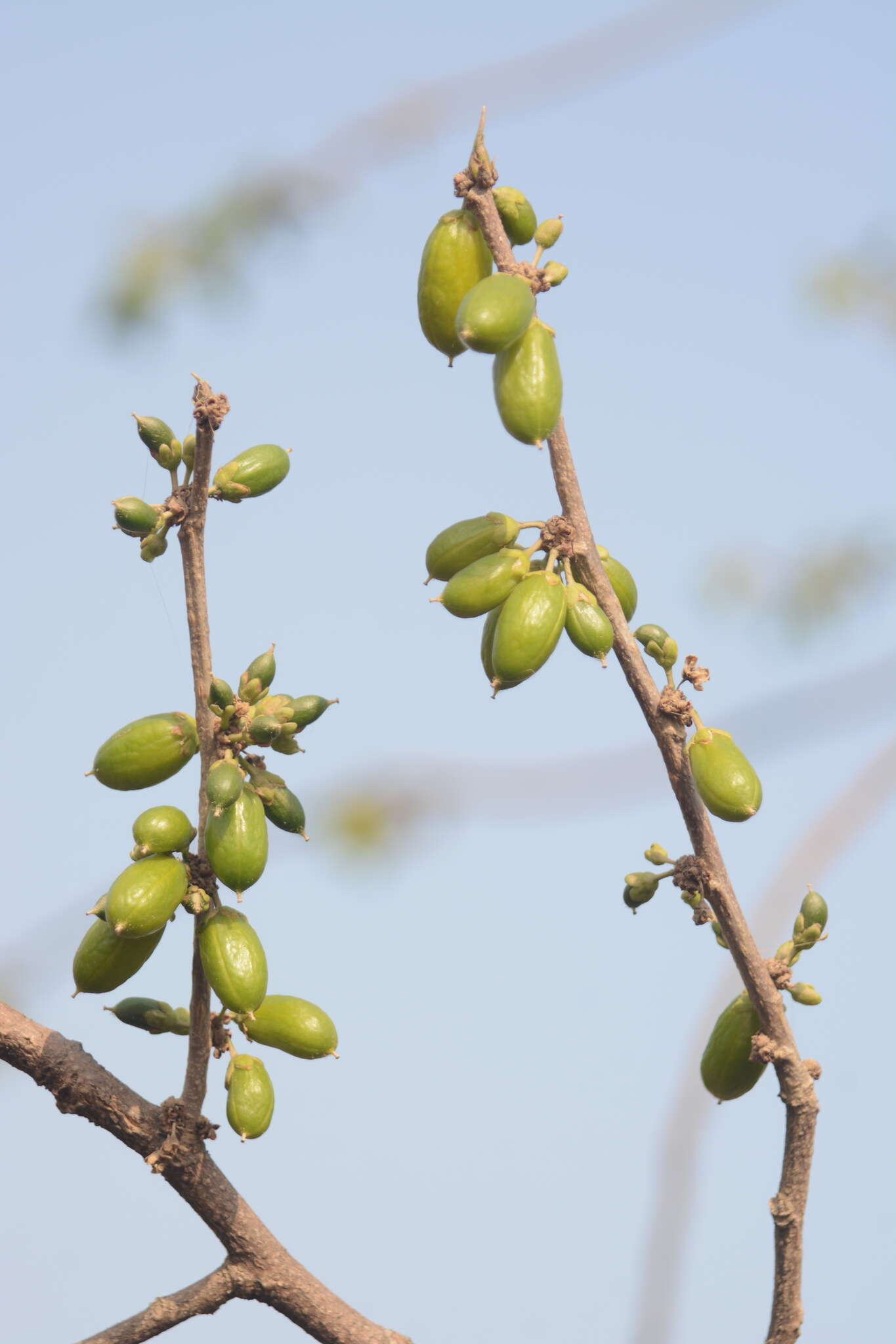 Image of Casearia graveolens Dalzell