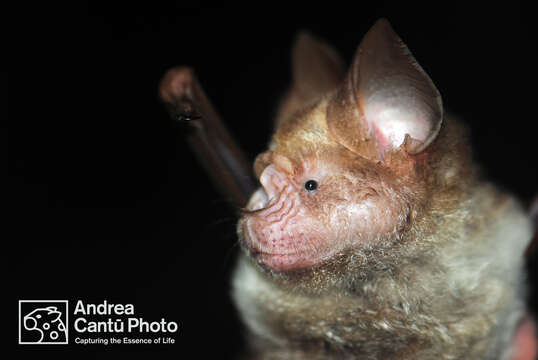 Hipposideros diadema (É. Geoffroy Saint-Hilaire 1813) resmi