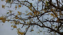 Sivun Kultasadekassia kuva