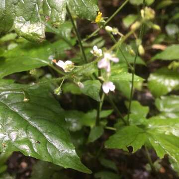 Image of broadleaf enchanter's nightshade