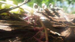 Image of Bulbophyllum histrionicum Rchb. fil. ex G. A. Fisch. & P. J. Cribb