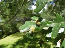 Sivun <i>Aceria quercina</i> kuva