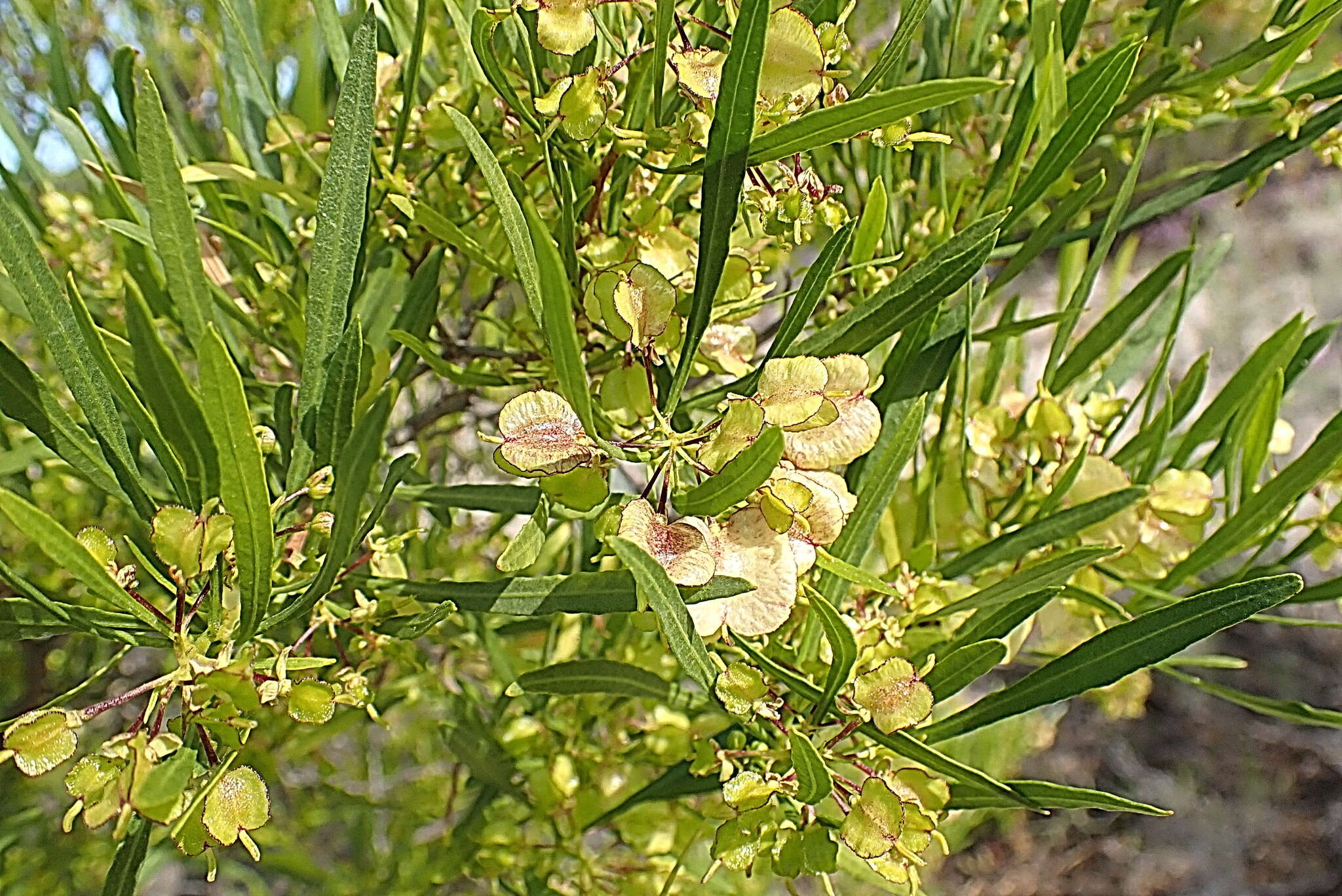 Image of Dodonaea viscosa subsp. viscosa