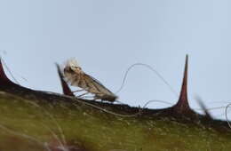 Phyllonorycter tenerella (de Joannis 1915)的圖片