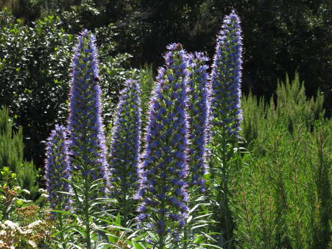 Image of Echium webbii Coincy