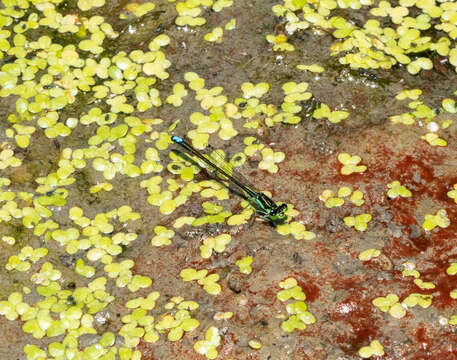 Image of Water lily aphid