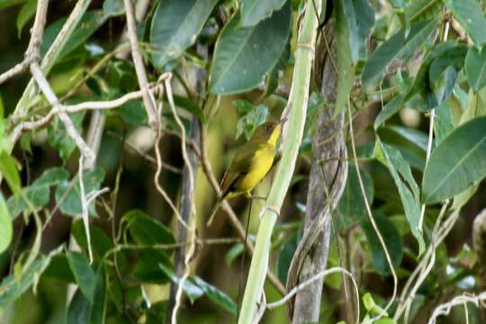 Imagem de Pachycephala orioloides Pucheran 1853