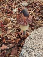 Image of Amorphophallus aphyllus (Hook.) Hutch.