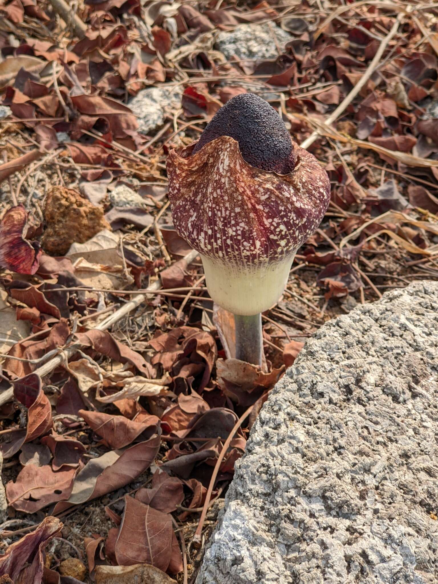 Image of Amorphophallus aphyllus (Hook.) Hutch.