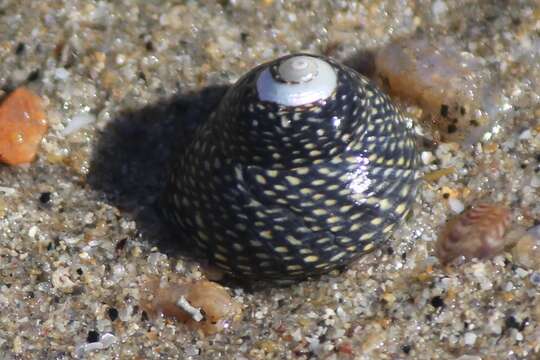 Chlorodiloma odontis (W. Wood 1828) resmi