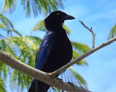 Image of Purplish-backed Jay