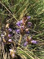 Image of Orobanche coerulescens Stephan