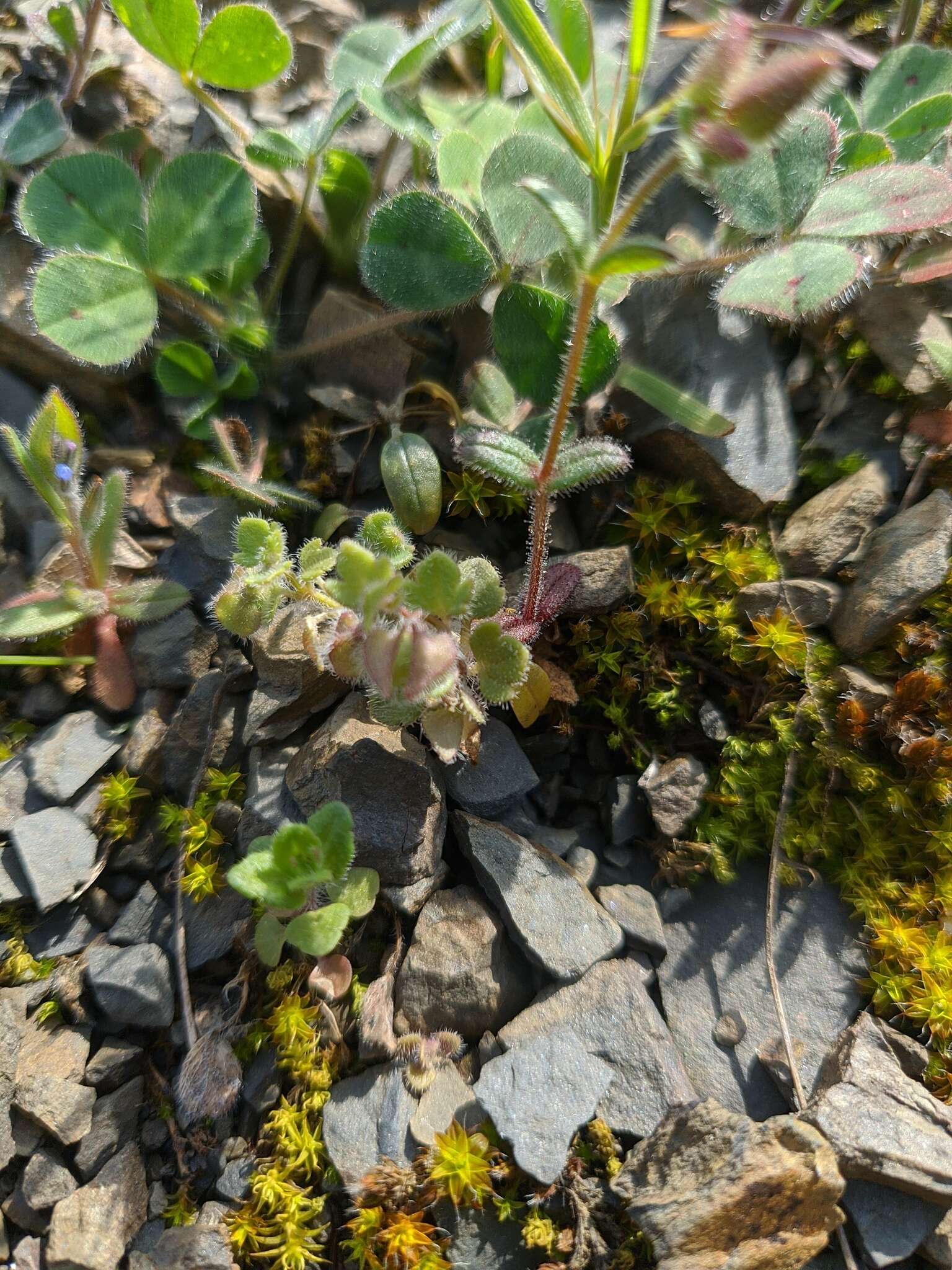 Image of Veronica triloba (Opiz) Kern.