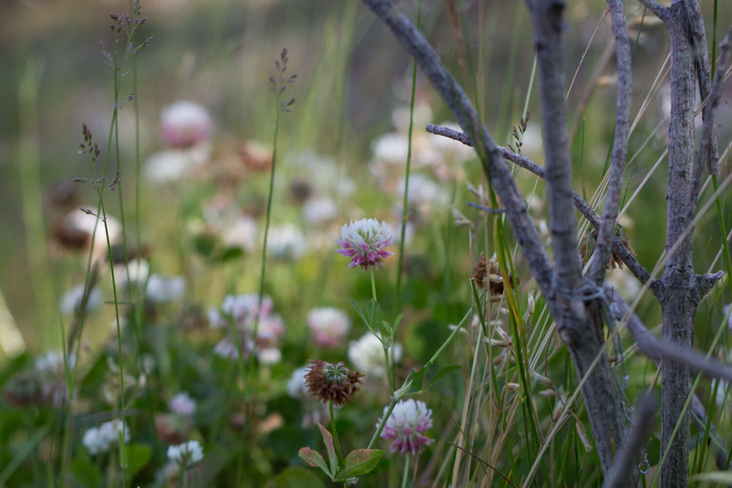 Image of alsike clover