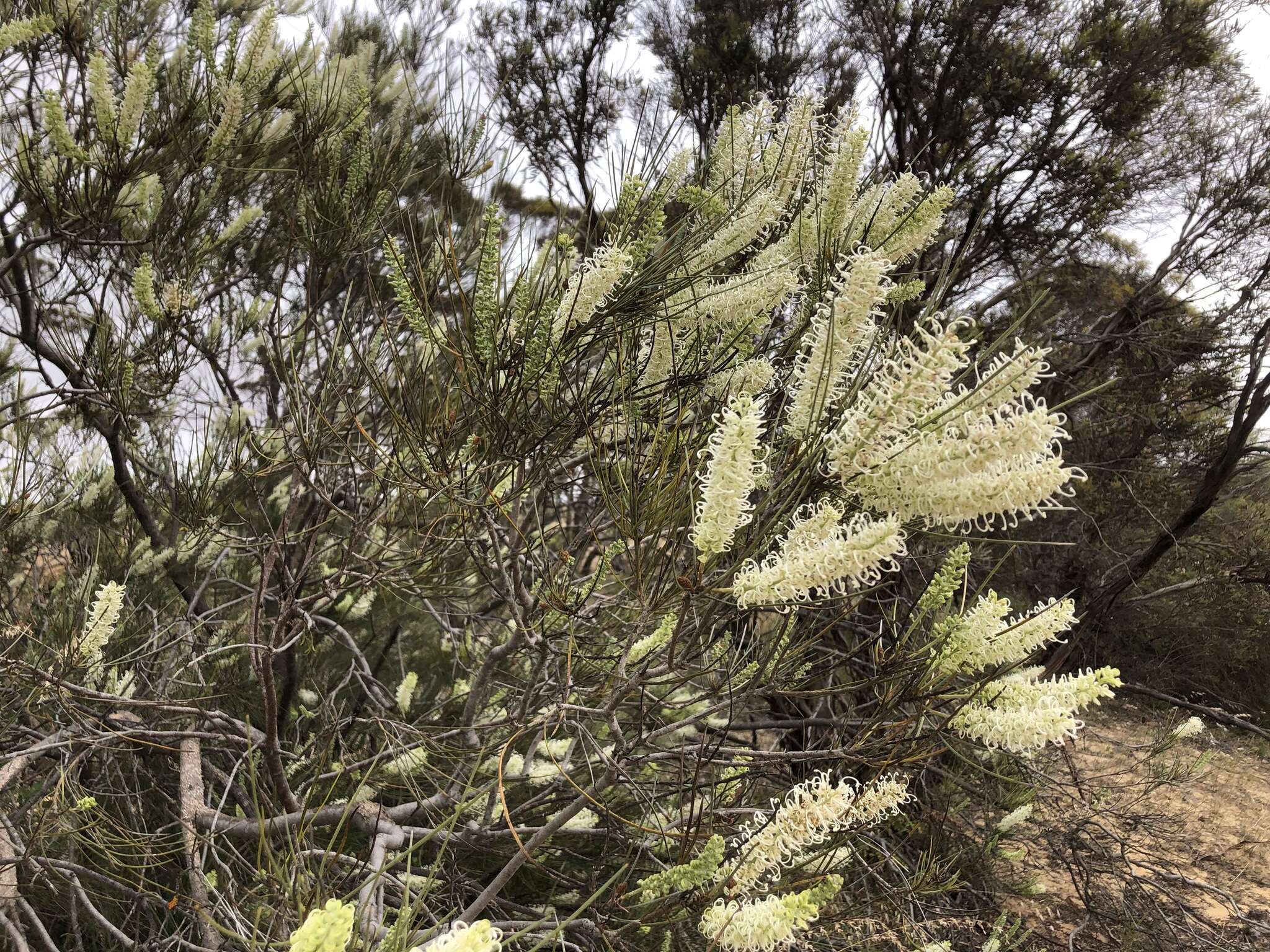 Image of Grevillea pterosperma F. Müll.