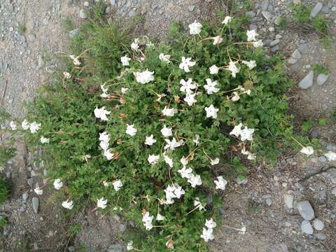 Image of plateau rocktrumpet